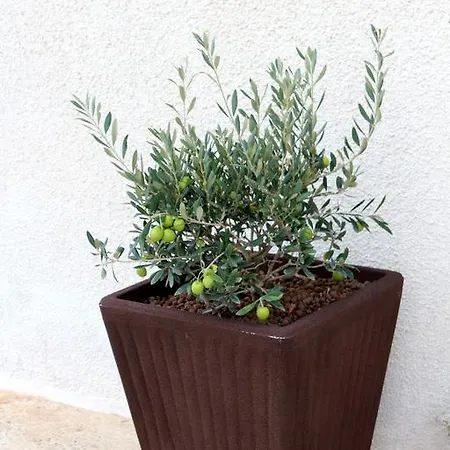 לינה וארוחת בוקר Il Nido Sui Trulli 4*